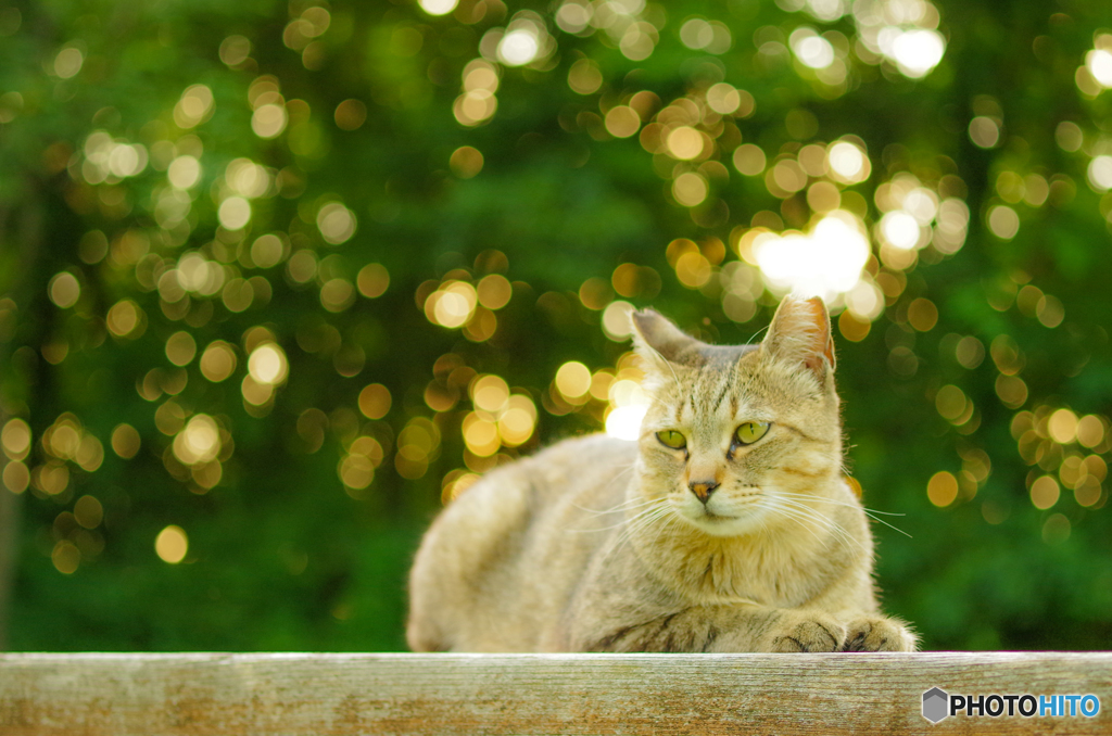 ねこ　その１２７