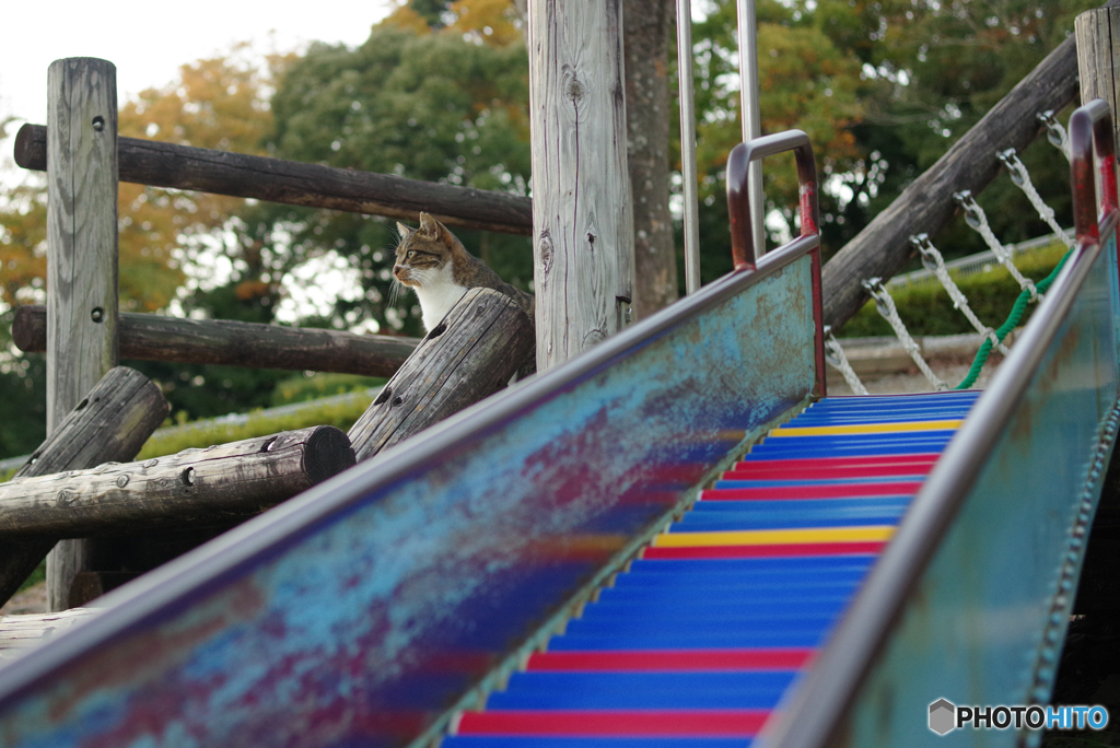ねこ　その３８６
