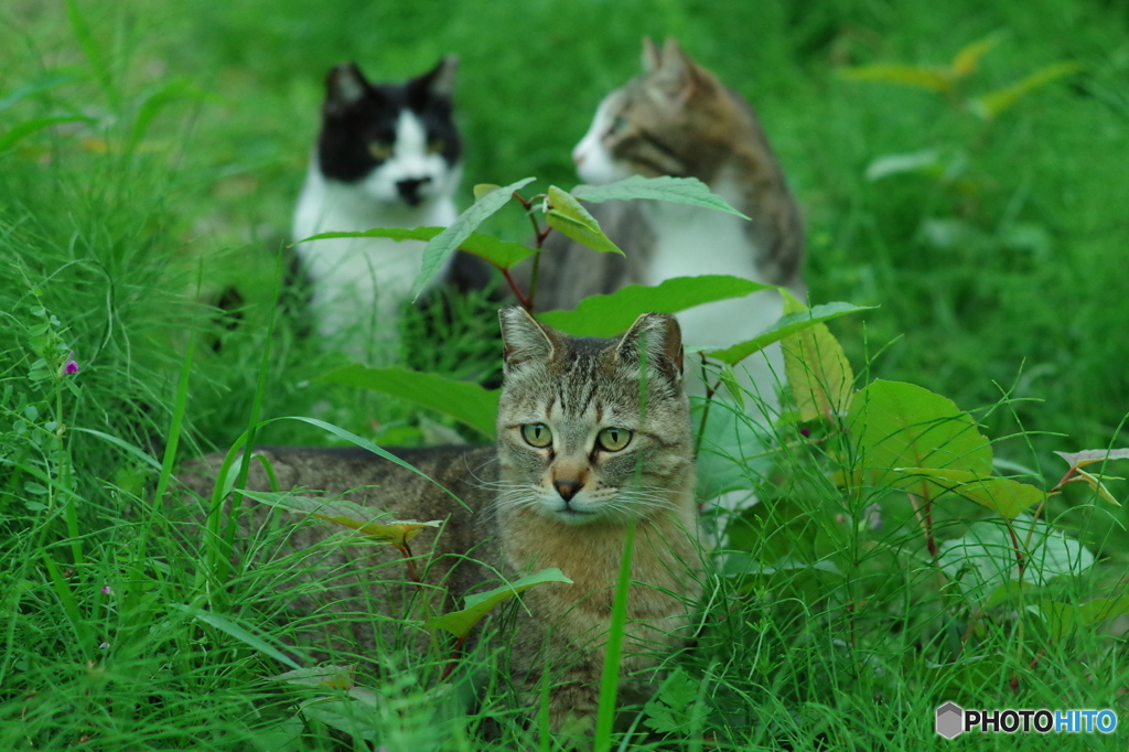 ねこ　その５０