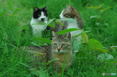ねこ　その５０