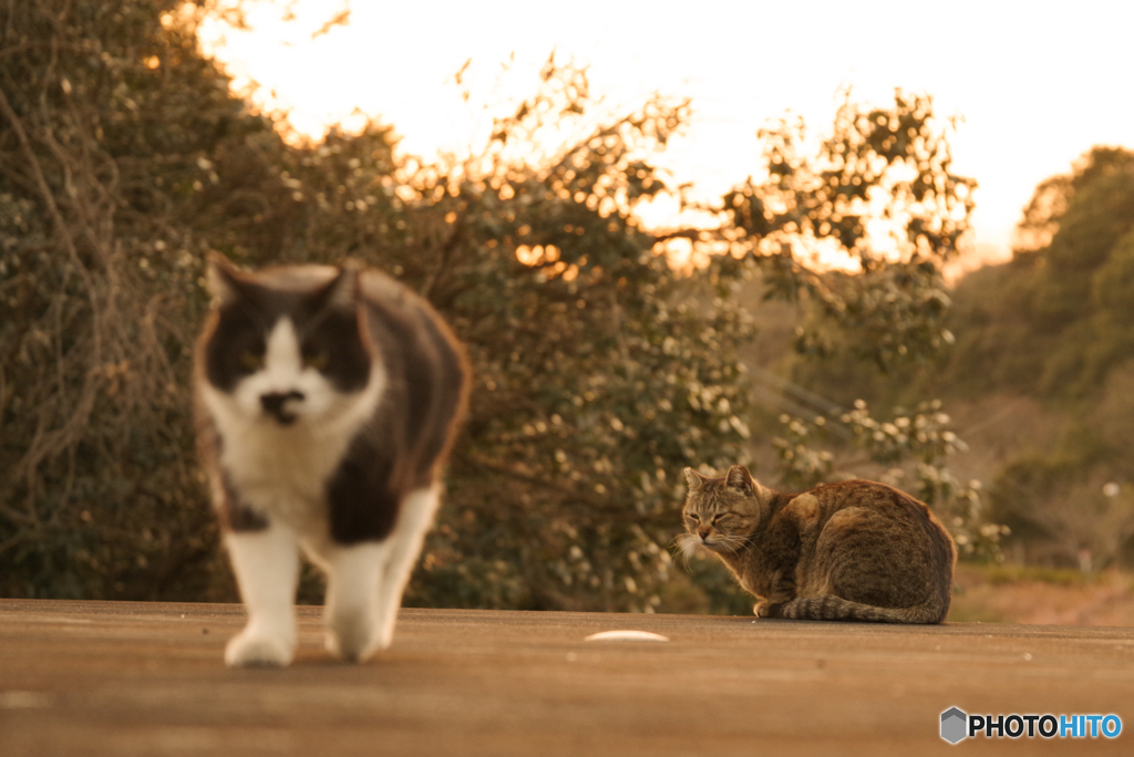 ねこ　その５４４
