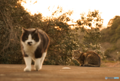 ねこ　その５４４