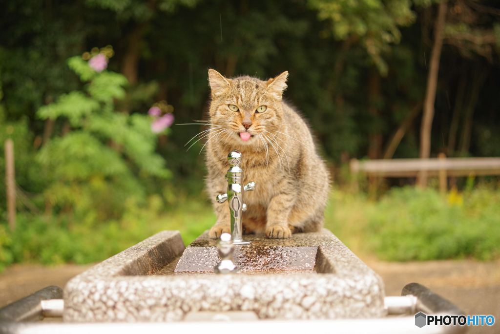 ねこ　その３２６