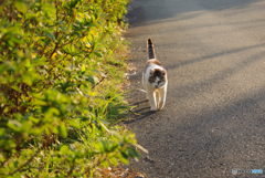 ねこ　その５８０