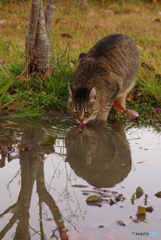ねこ　その４３４
