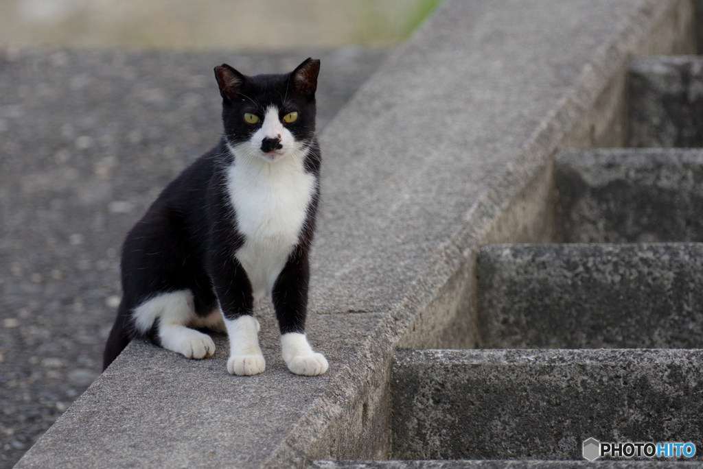 ねこ　その７４８