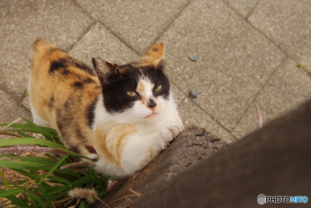 ねこ　その６４４