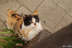 ねこ　その６４４