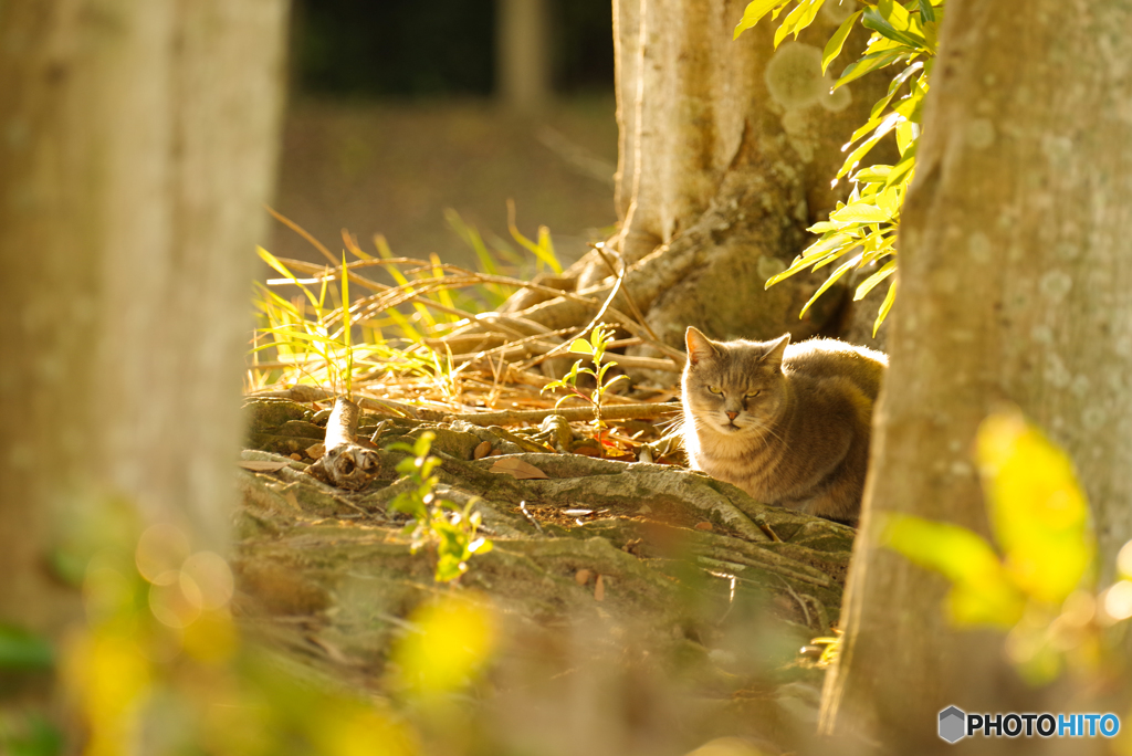 ねこ　その１０２５