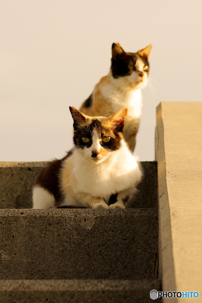 ねこ　その６７４