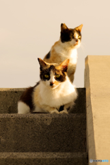 ねこ　その６７４