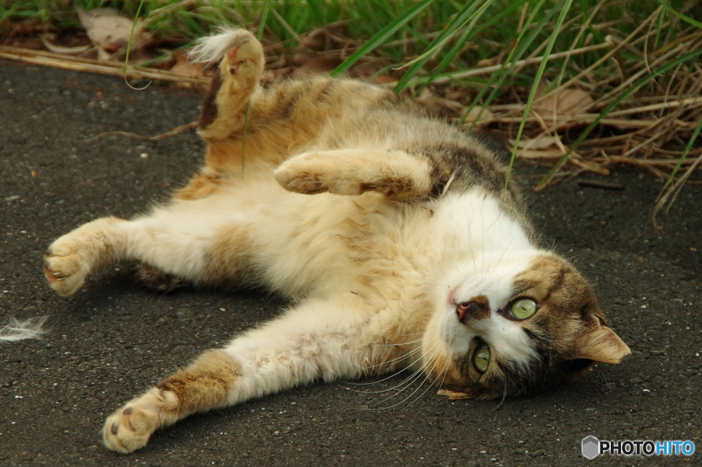 ねこ　その７９