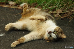 ねこ　その７９