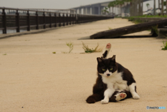 ねこ　その７１５