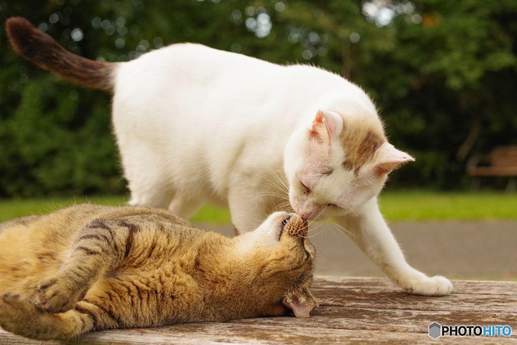 ねこ　その２９１