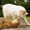 ねこ　その２９１