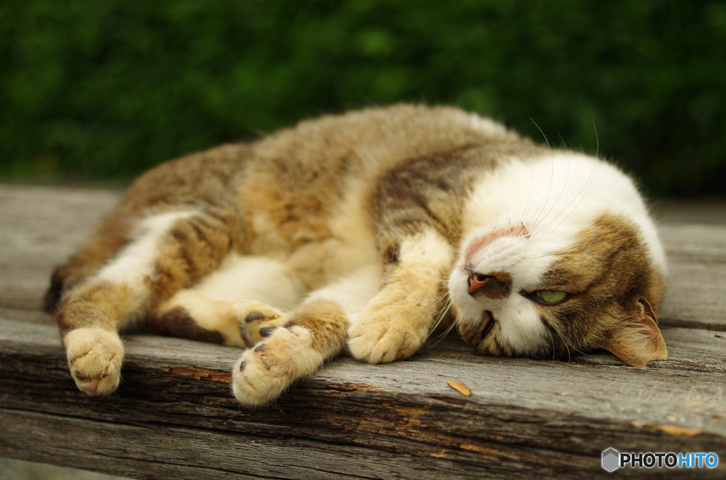 ねこ　その１０８