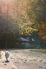 ねこ　３９１
