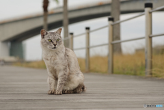 ねこ　その７０４