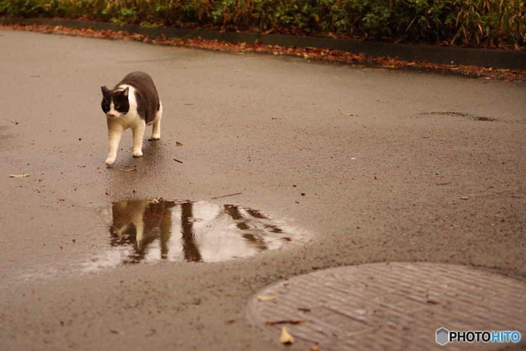 ねこ　その５６３