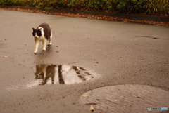 ねこ　その５６３