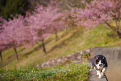 ねこ　その５４３