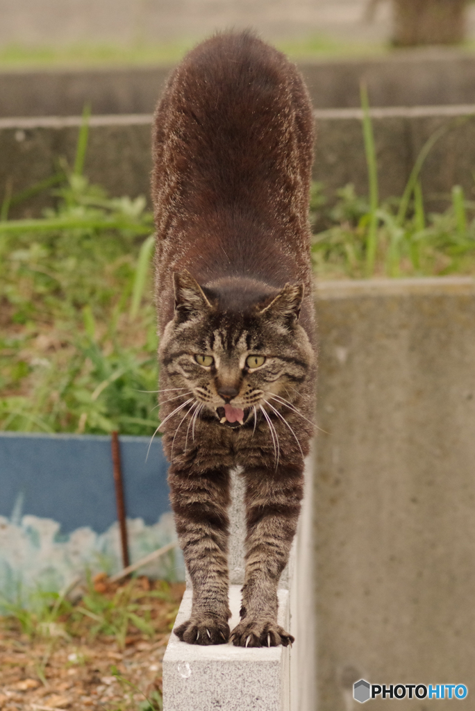 ねこ　その７１１