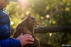 ねことねこの陽
