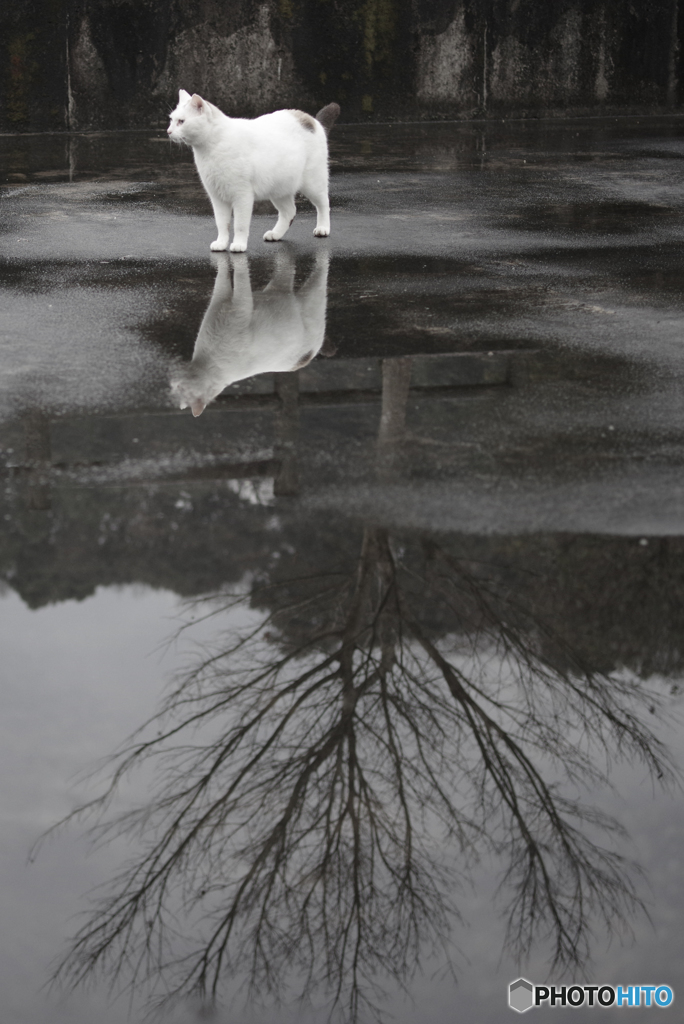 ねこ　その５０３