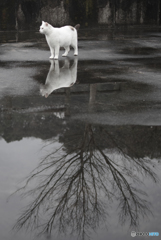 ねこ　その５０３