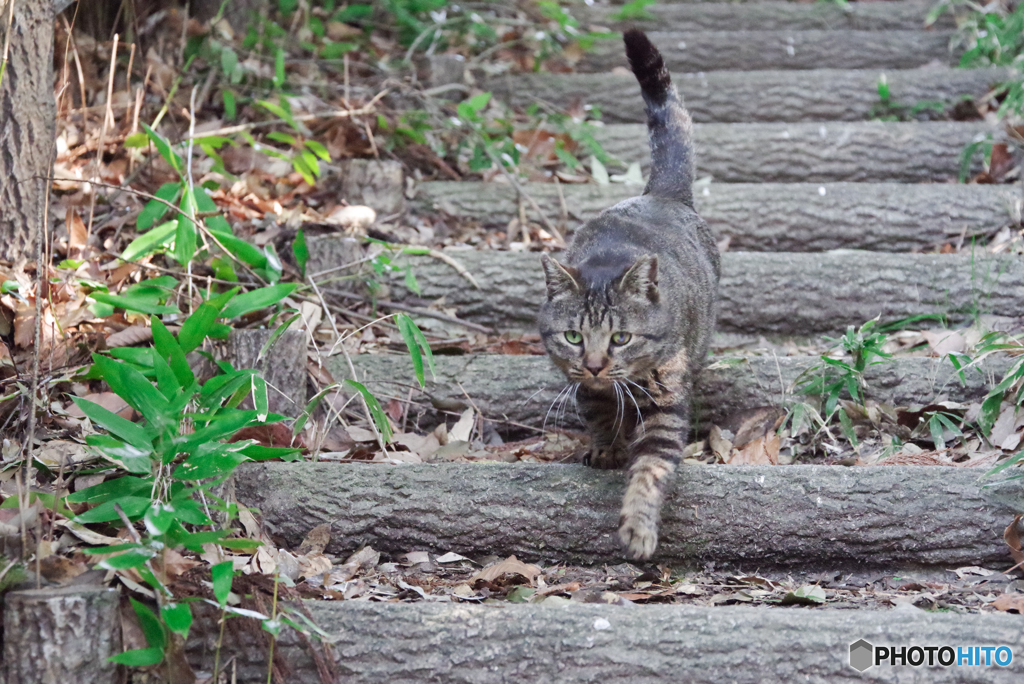 ねこ　その５５１