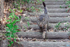 ねこ　その５５１