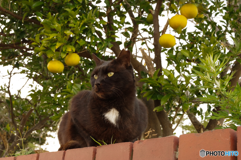 ねこ　その１０３６