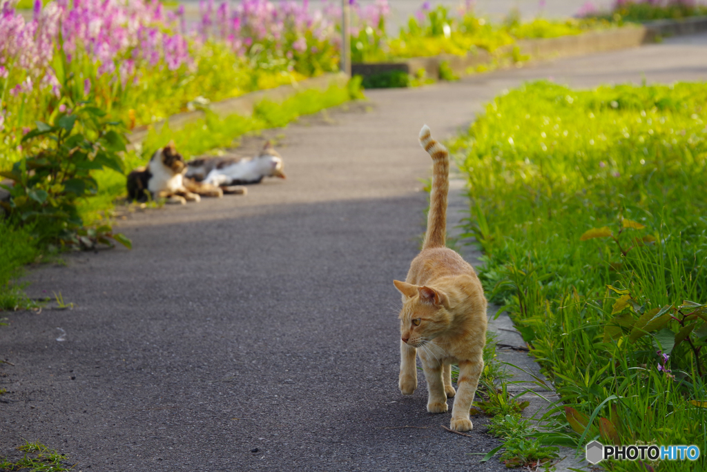ねこ　その５９５