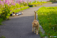 ねこ　その５９５