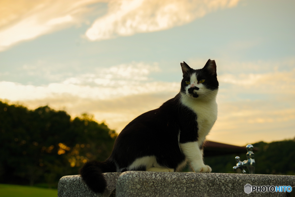 ねこ　その２８８