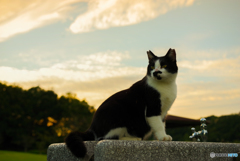 ねこ　その２８８