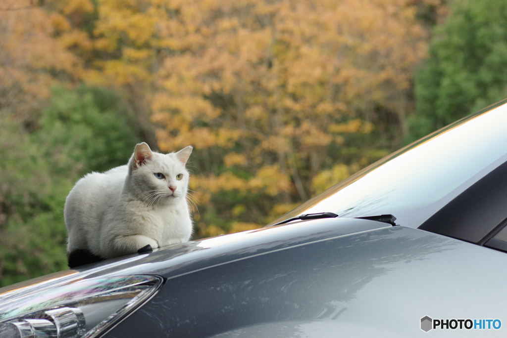 ねこ　その４０８