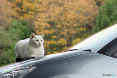 ねこ　その４０８