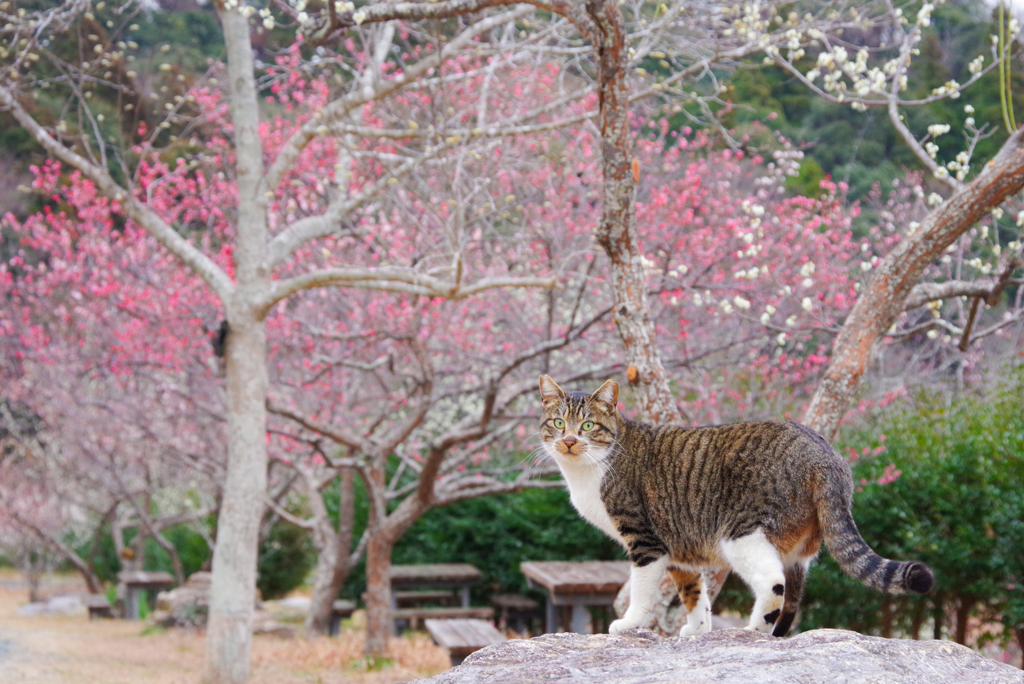 ねこ　その５１８
