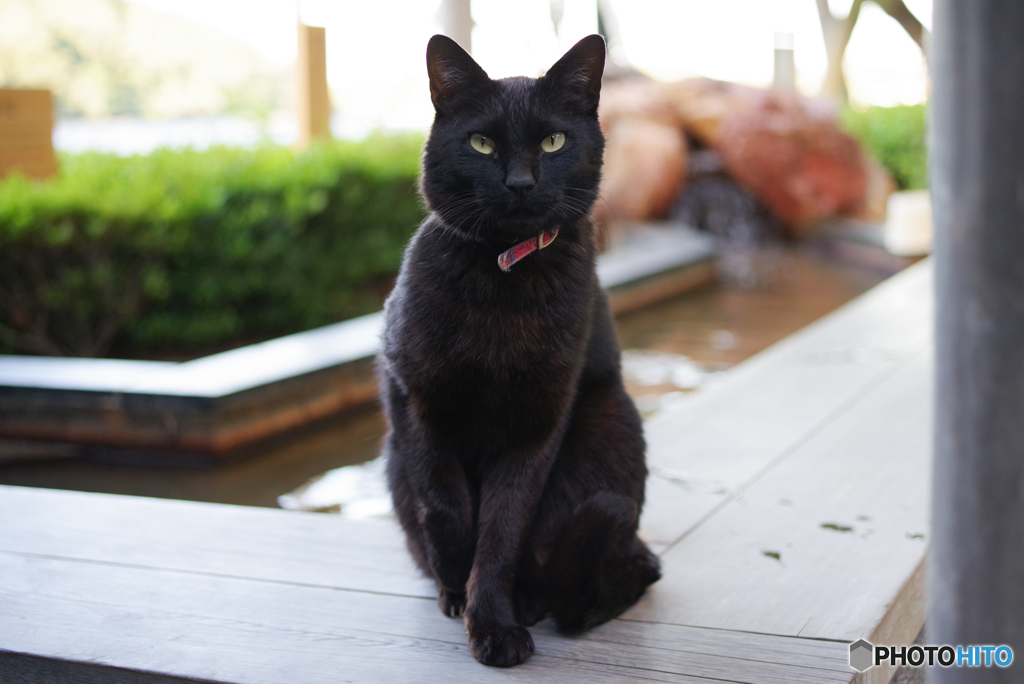 ねこ　その６６４