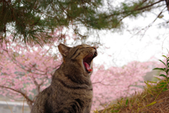 ねこ　その５１３