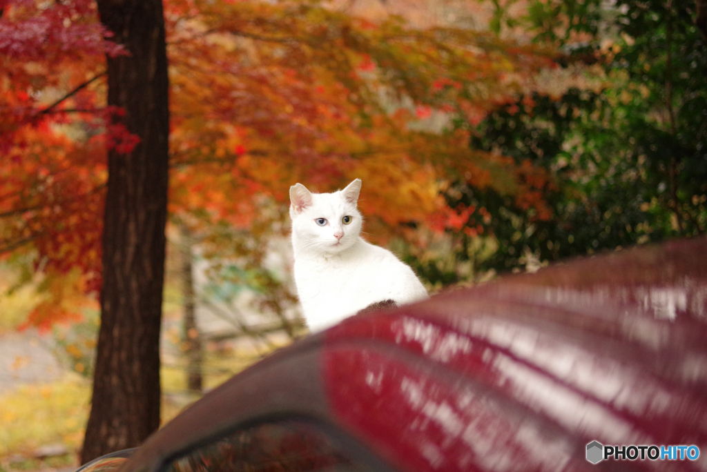 ねこ　その４２１