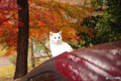 ねこ　その４２１