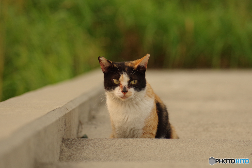ねこ　その７８２