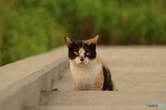 ねこ　その７８２