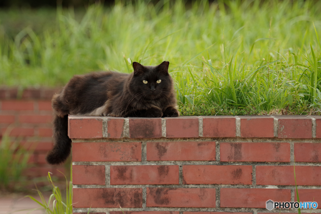 ねこ　その８４７