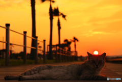 ねこ　その７５８