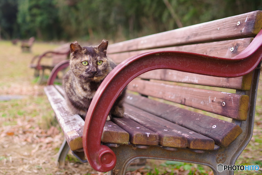 ねこ　その４６５