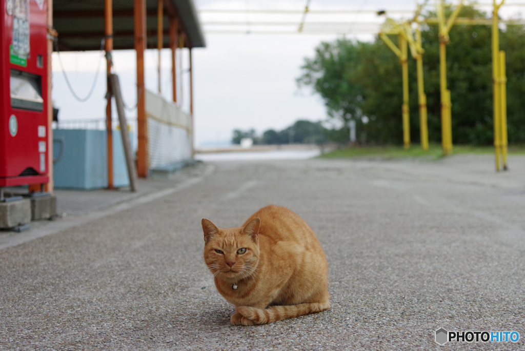ねこ　その９５３